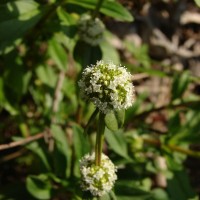 Spermacoce verticillata L.